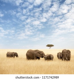 Elephant group in the red-oat grass of the Masai Mara. Two adult females with calves calves in open expanse of grassland with acacia trees. 