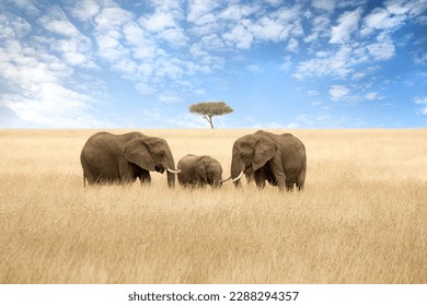 Elephant group in the red-oat grass of the Masai Mara. Two adult females with a calf in open expanse of grassland with acacia trees. - Powered by Shutterstock