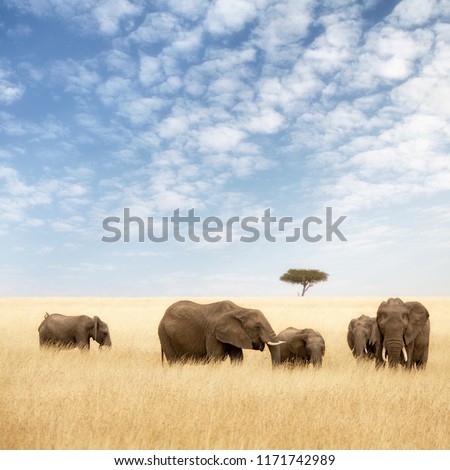 Elephant group in the red-oat grass of the Masai Mara. Two adult females with calves calves in open expanse of grassland with acacia trees. 