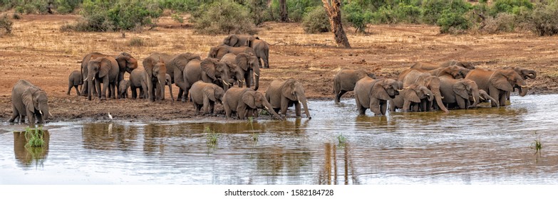 elephant group while drinking at the pool in kruger park south africa panorama landscape