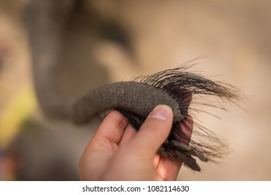 Elephant Hairy Tail In Thailand