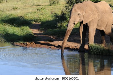 Elephant having a drink in South Africa