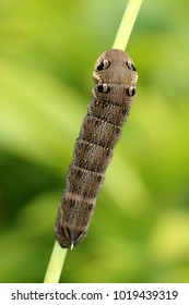 Elephant Hawk Moth