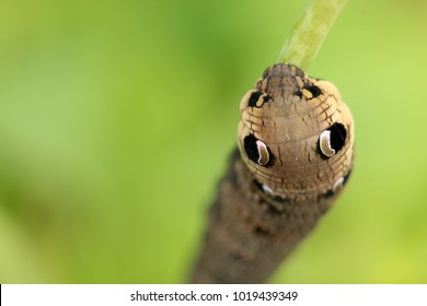 Elephant Hawk Moth