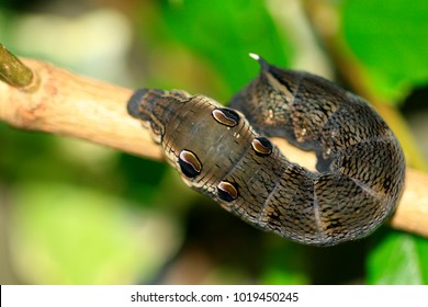 Elephant Hawk Moth