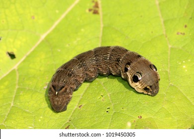 Elephant Hawk Moth