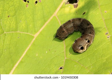 Elephant Hawk Moth