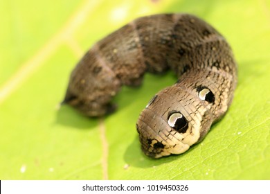 Elephant Hawk Moth