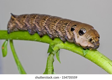 Elephant Hawk Moth  Caterpillar