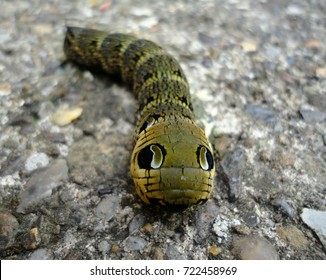 Elephant Hawk Moth Images Stock Photos Vectors Shutterstock