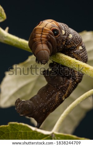 elephant hawk moth on green leaf close up, worm creature