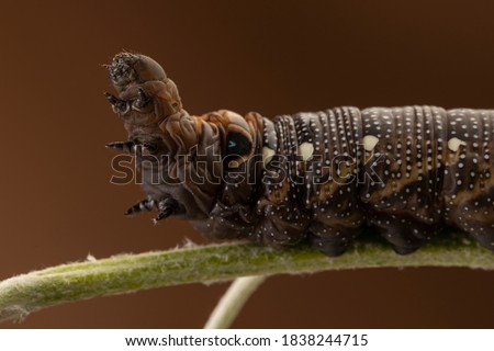 elephant hawk moth on green leaf close up, worm creature