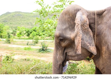 Elephant head