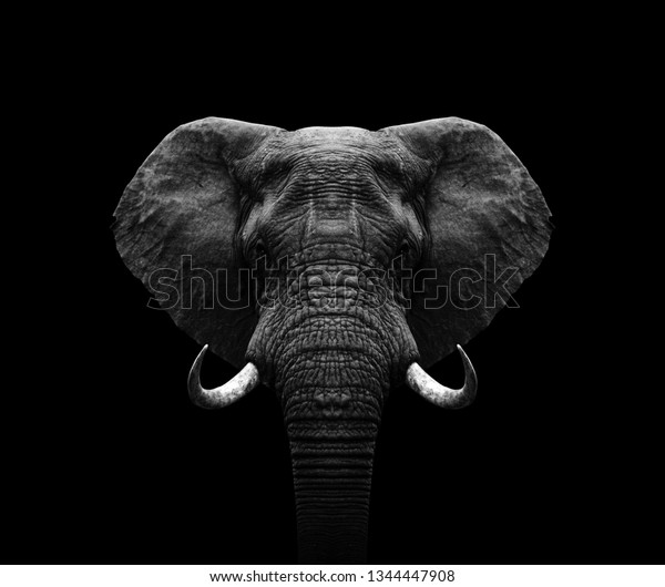 Elephant head- black and\
white Elephant 