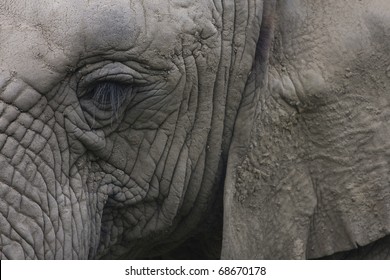 Elephant head closeup