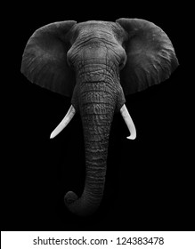 Elephant Head Isolated