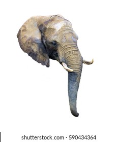  Elephant Head Isolated