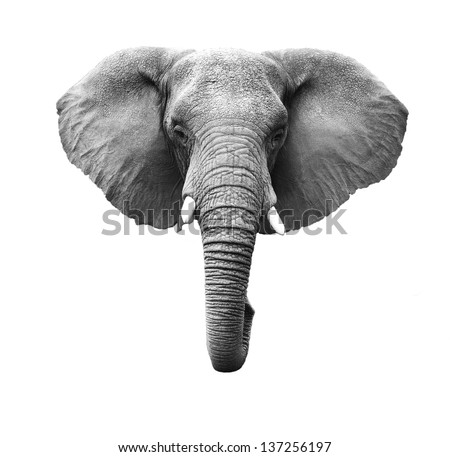 Elephant Head Isolated on White