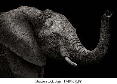 elephant head in profile in black and white with black background - Powered by Shutterstock