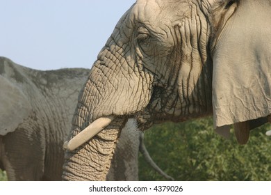 Elephant head from the side