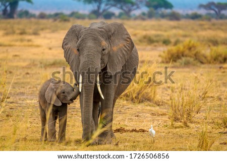 Elephant and her baby walking through Amboseli National Park
