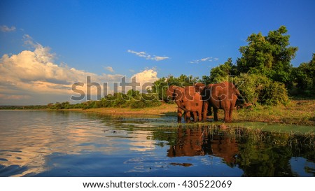 Elephant herd with baby coming to drink at river, Kruger National Park