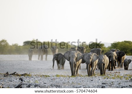 Similar – Herd of African elephants walking in Namibian landscape