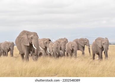 Elephant Herd grazing in Amboseli  - Shutterstock ID 2202548389