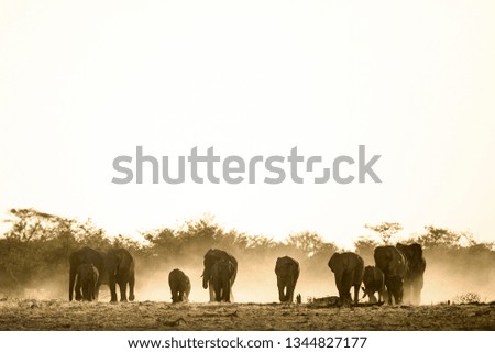 Similar – Herd of African elephants walking in Namibian landscape