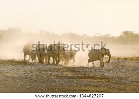 Similar – Herd of African elephants walking in Namibian landscape