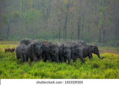 Elephant Herd In Kerala Forest