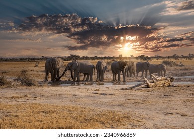 Elephant herd in Khutse Game Reserve, Botswana, bush in the dry season - Powered by Shutterstock