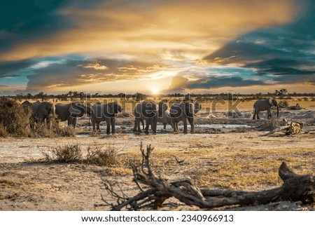 Elephant herd in Khutse Game Reserve, Botswana, bush in the dry season