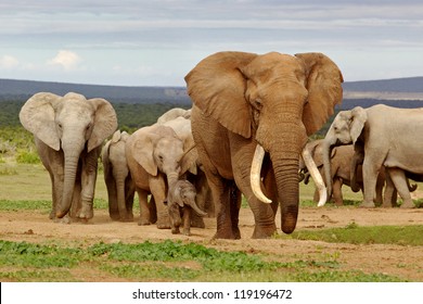 An elephant herd, led by a Magnificent 'Tusker' bull at a waterhole in the Addo Elephant National Park.