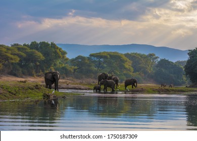 Elephant Herd On The River Banks Below A Mountain. Zambia. Chongwe River. Zambezi. Incredible Landscape Wallpaper.