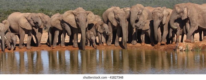 Elephant Herd Panorama.