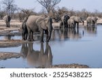 Elephant herd with reflection in watering hole seen on safari in Botswana