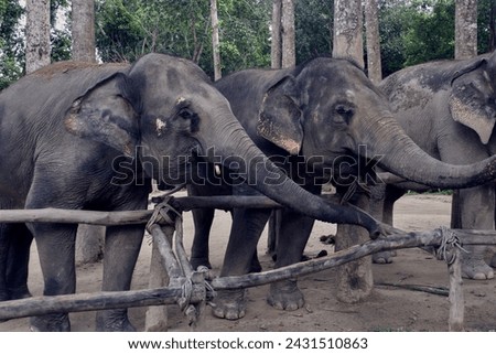Elephant Herd in Elephant Sanctuary in Koh Samui, Thailand