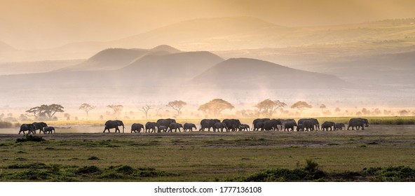 Elephant herd in savanna serengeti panoramic of wild life