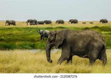 Elephant Herd In The Serengeti National Park.