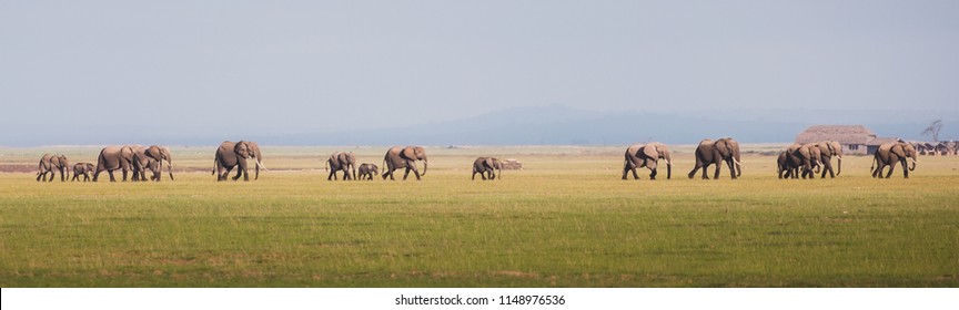 Elephant Herd Side View