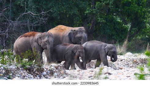 Elephant herd sighting in Rajaji National Park.. - Shutterstock ID 2233983645