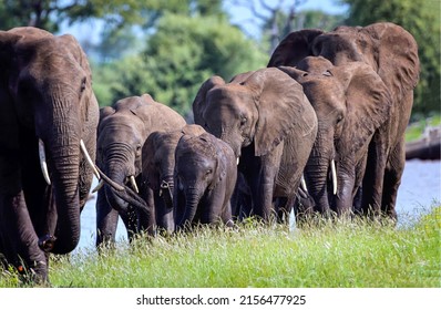 Elephant herd with a small elephants - Shutterstock ID 2156477925