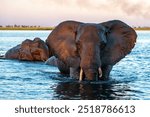 Elephant herd at sunset. After a day of eating on islands in the Chobe River, the elephants cross the water again to spend the night in the forests of the Chobe National Park in Botswana.