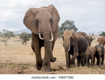 Elephant Herd In Tsavo In Kenya