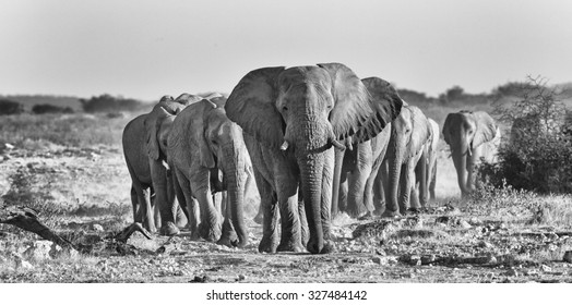 Elephant Herd. Visible Noise At 100%.