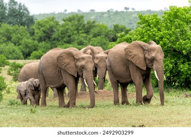 Elephant herd walking in the green season in a Game Reserve in the Tuli Block in Botswana. - Powered by Shutterstock