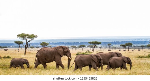 Elephant herd walking on the plains of the Masai Mara National Park in Kenya - Powered by Shutterstock