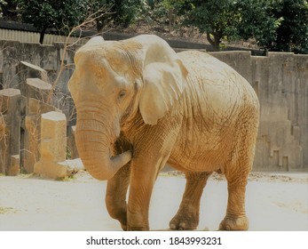 Elephant At Higashiyama Zoo Aichi Nagoya Japan