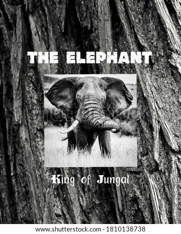 The Elephant image in black and white